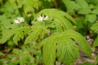 Goldenseal