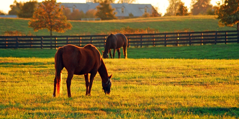 8. Kentucky