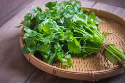 Cilantro New
