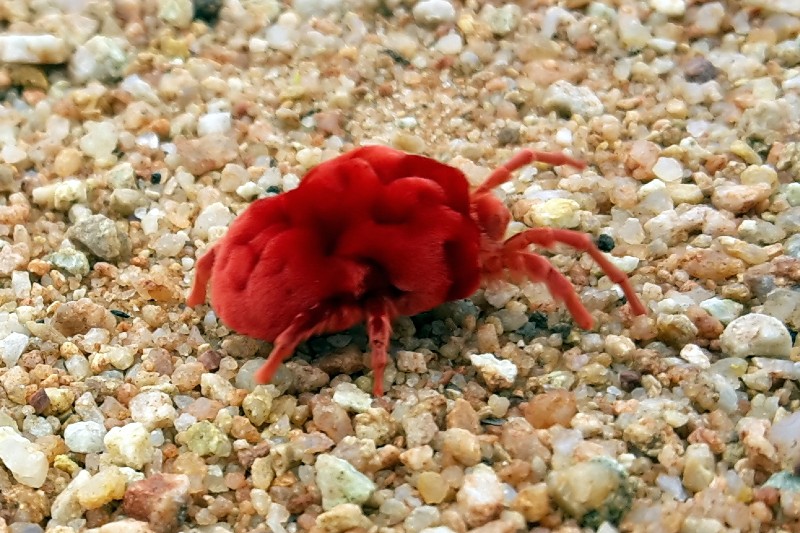 chigger